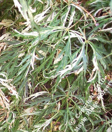 Acer palmatum 'Goshiki shidare' - mapleridgenursery